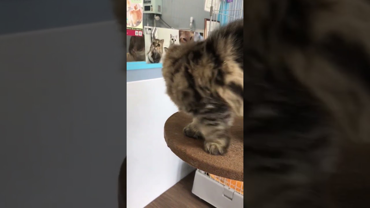 ペルシャ（チンチラ） 懐っこいまんまるのエリック君です♬