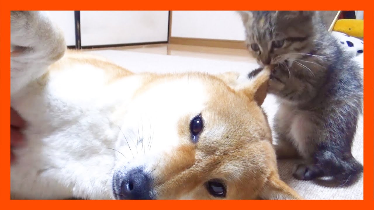 【R村の歴史】柴犬のことが好きすぎて何をしてても近くで遊ぼうとする子猫が可愛い！