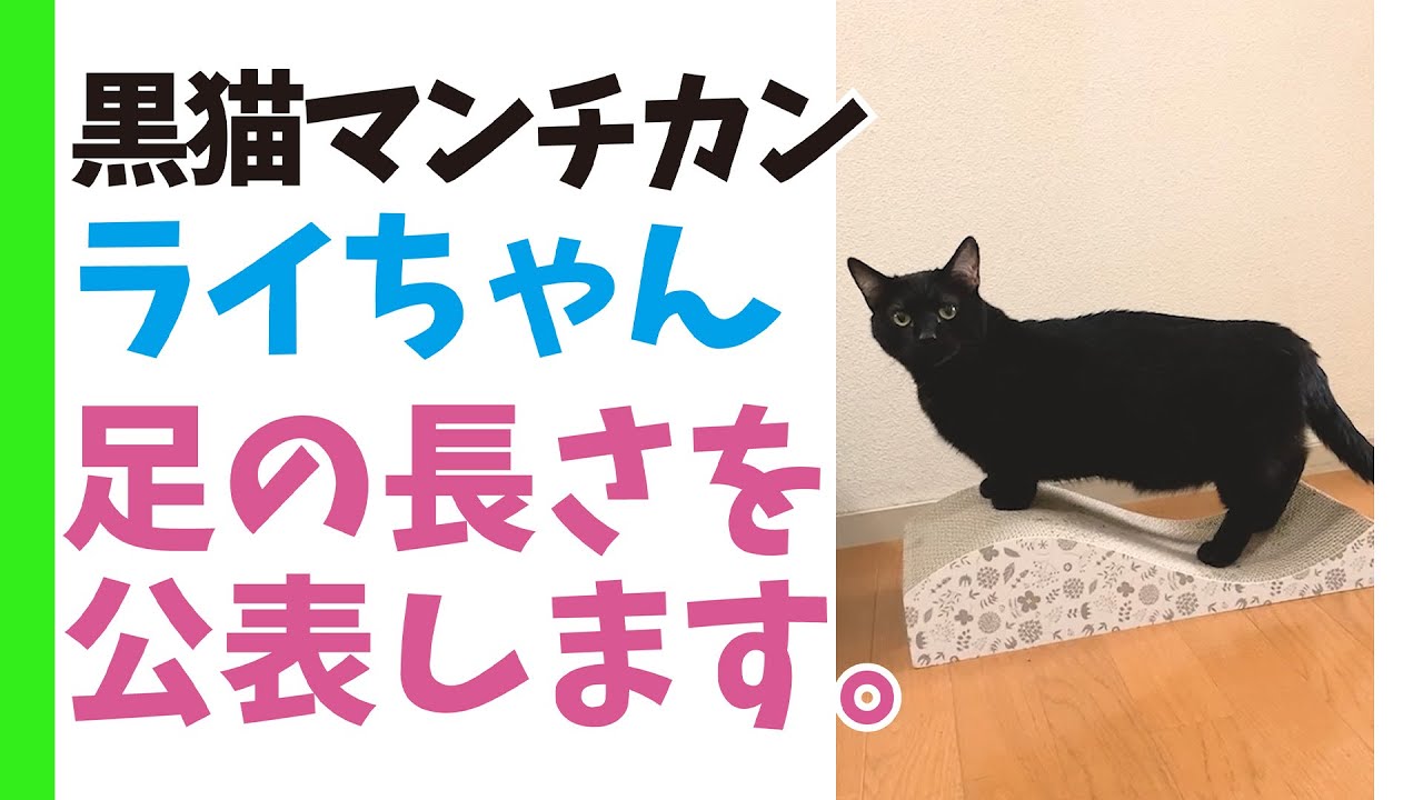 黒猫マンチカン【 足の長さを公表します。 】ライちゃん #かわいい猫 #cutecat #黒猫 #マンチカン #短足猫 #猫 #ペット #メインクーン #ポメラニアン #チワワ #ミックス猫