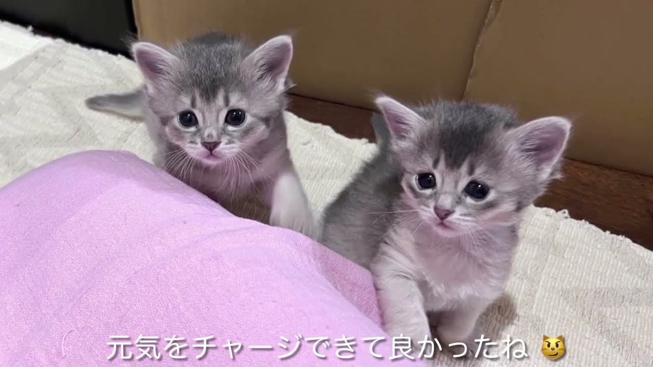 〜生後27日〜 ソマリの子猫