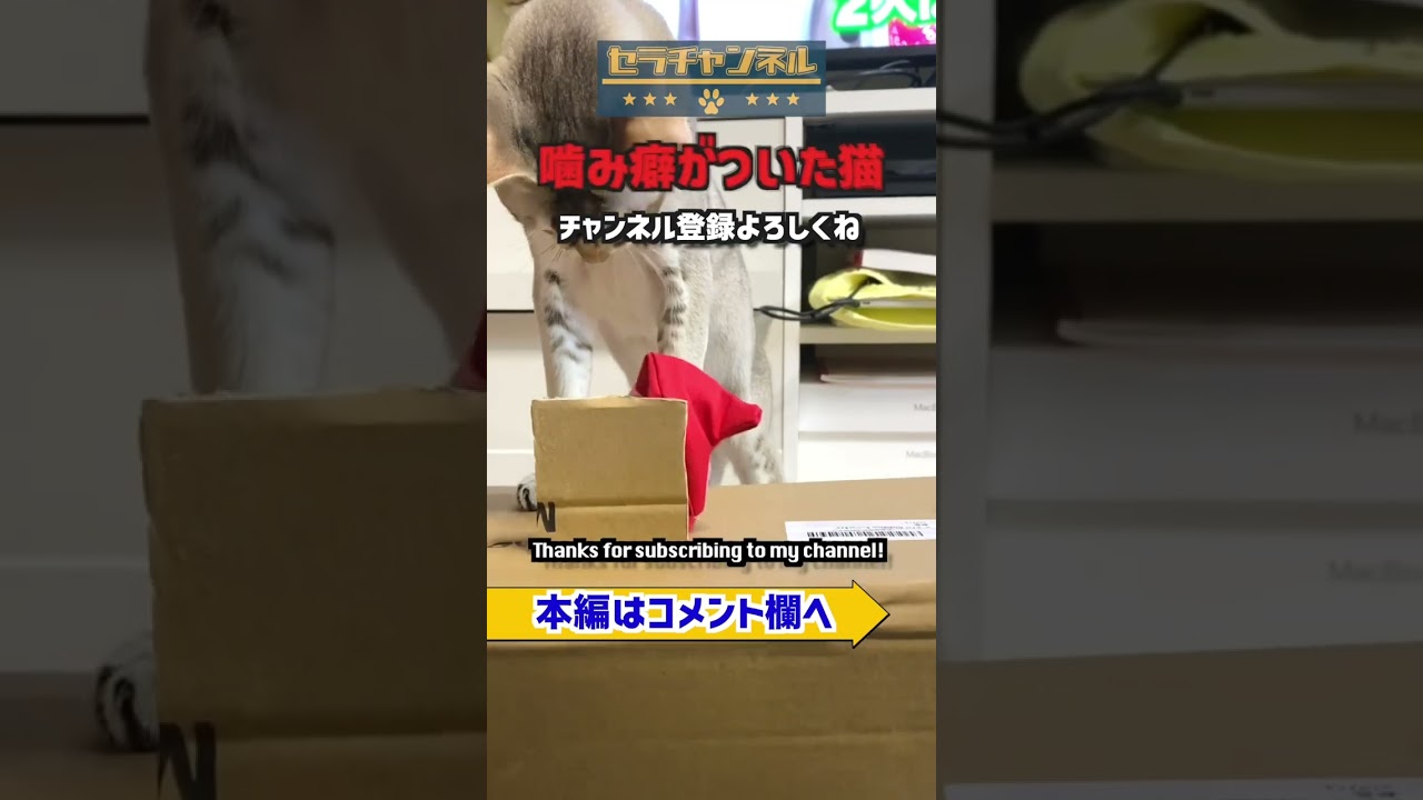 【シンガプーラ】セラ社長 #子猫 #kitten #pets #cat #animals