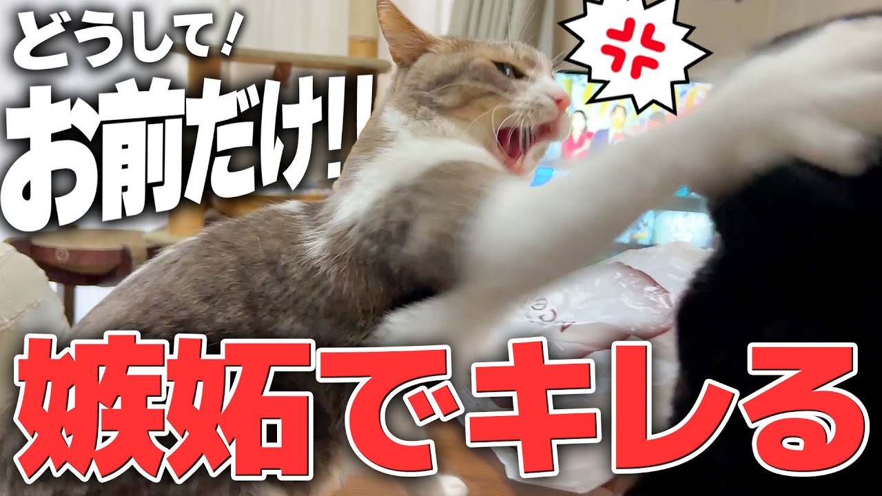 自分の拾い主が他の猫ばかり可愛がってしまい嫉妬でブチギレてしまう元捨て猫がやばいwww