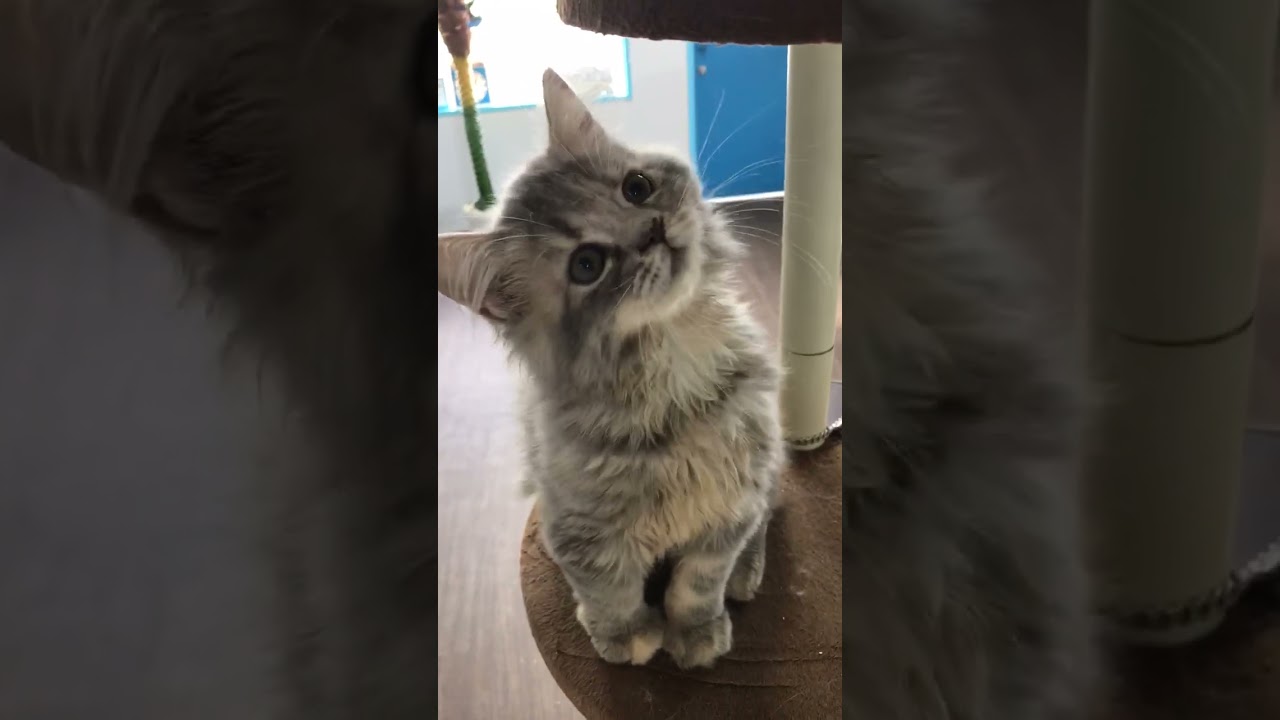 ラガマフィン とってもかわいいリンちゃんです♪