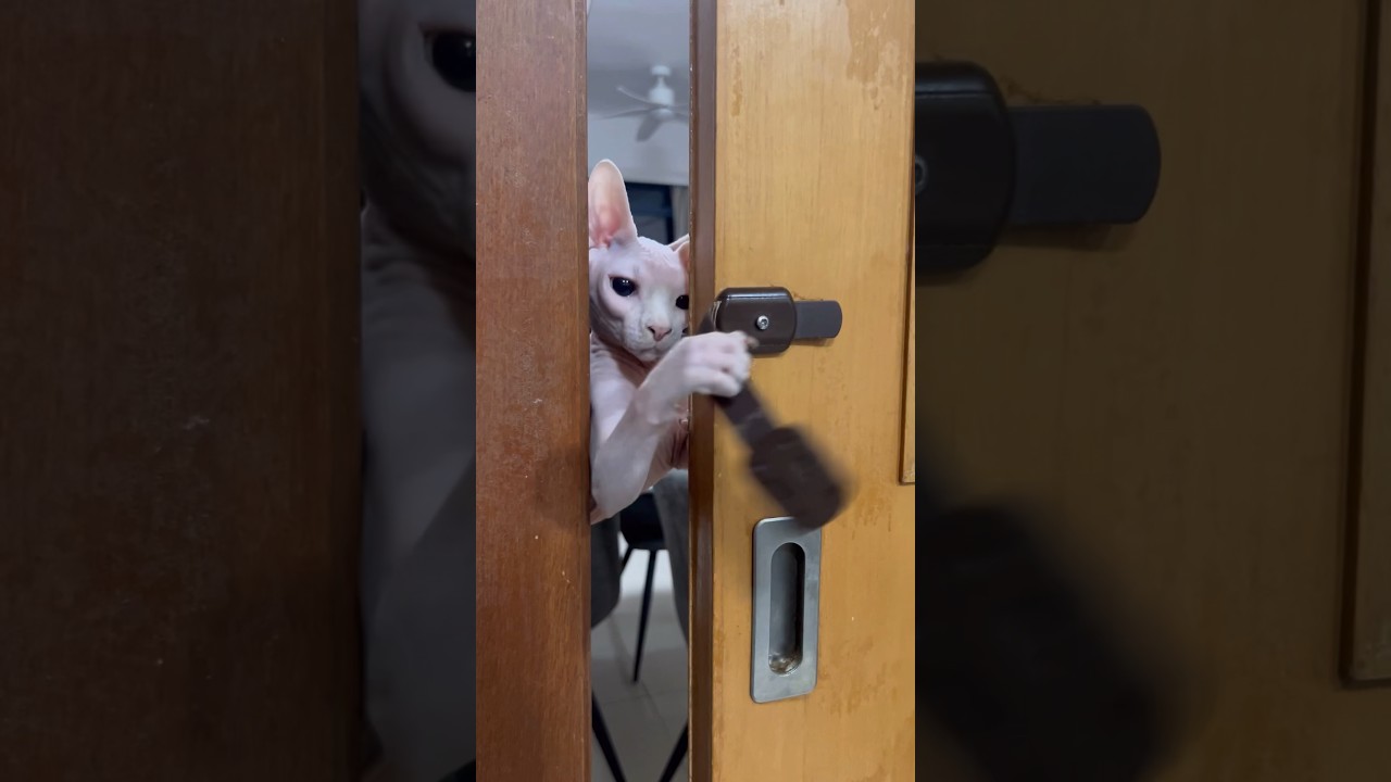 荒ぶる毛のない猫【スフィンクス猫】