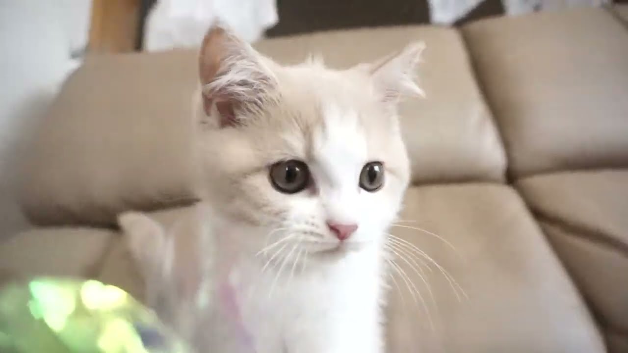 セルカークレックス子猫　2023.6.18産まれ 　クリーム&ホワイト　　男の子　シーダキャット猫のお店