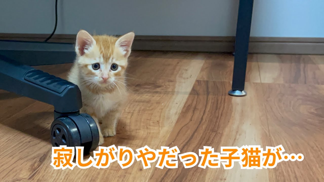 【保護猫】茶トラの子猫を1人にしたらまさかの結果に…