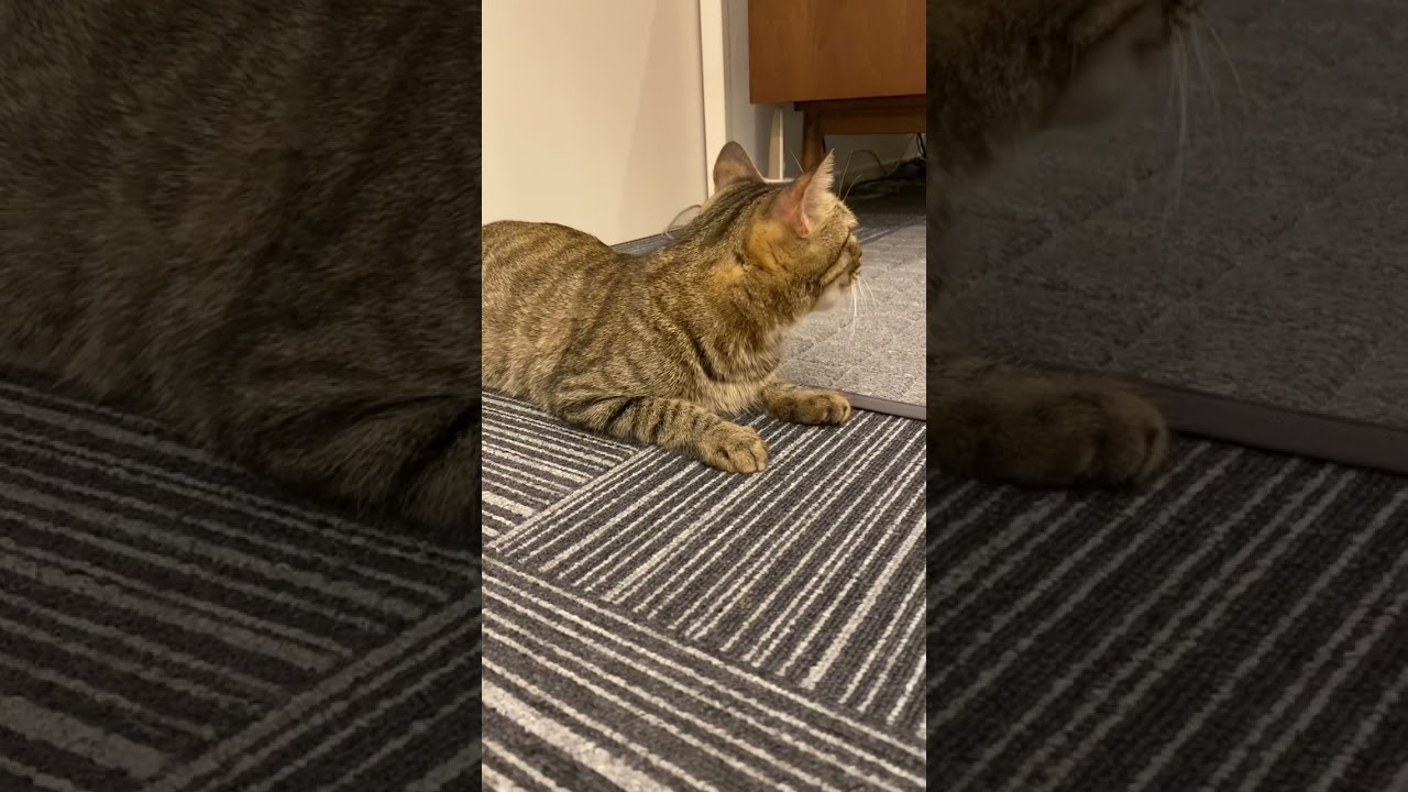 発情期のメス猫