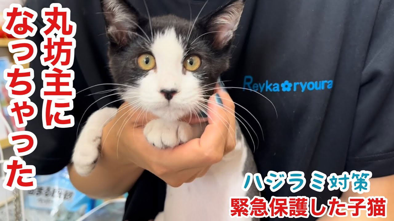 【緊急保護した子猫】丸坊主になっちゃった！！