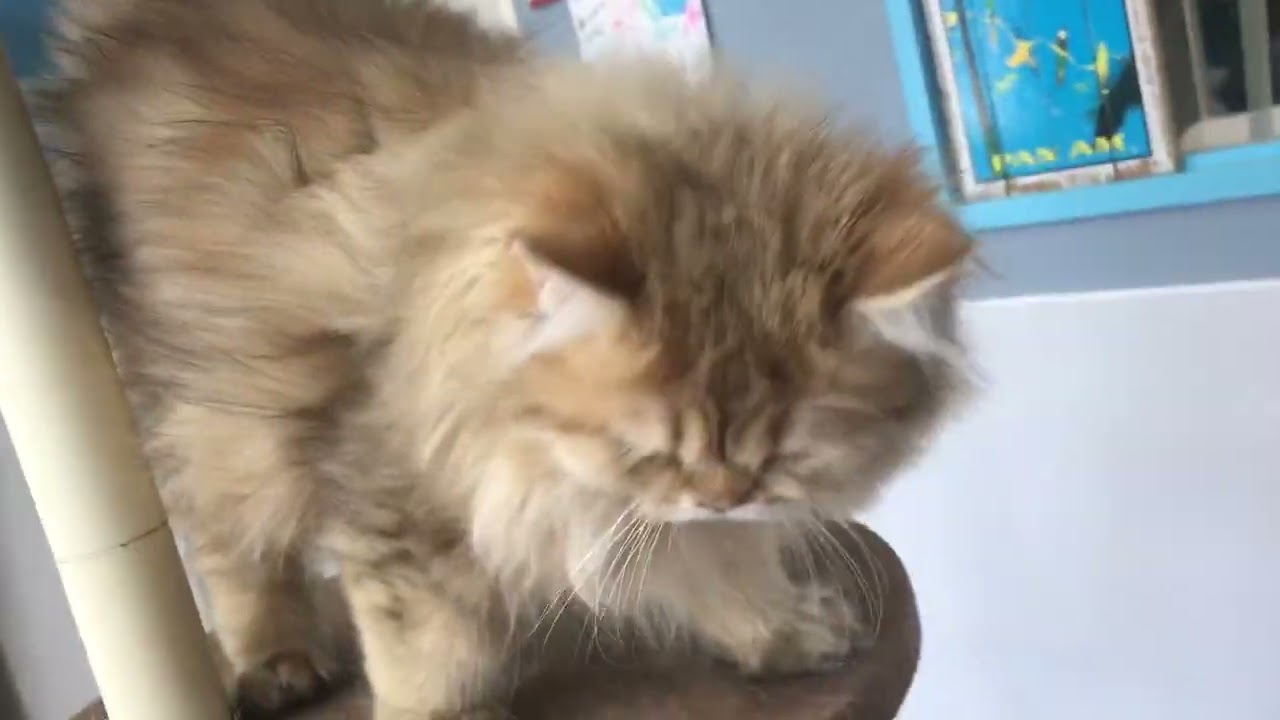 ペルシャ（チンチラ） キレイ色ゴールデンのエルメスくん♬