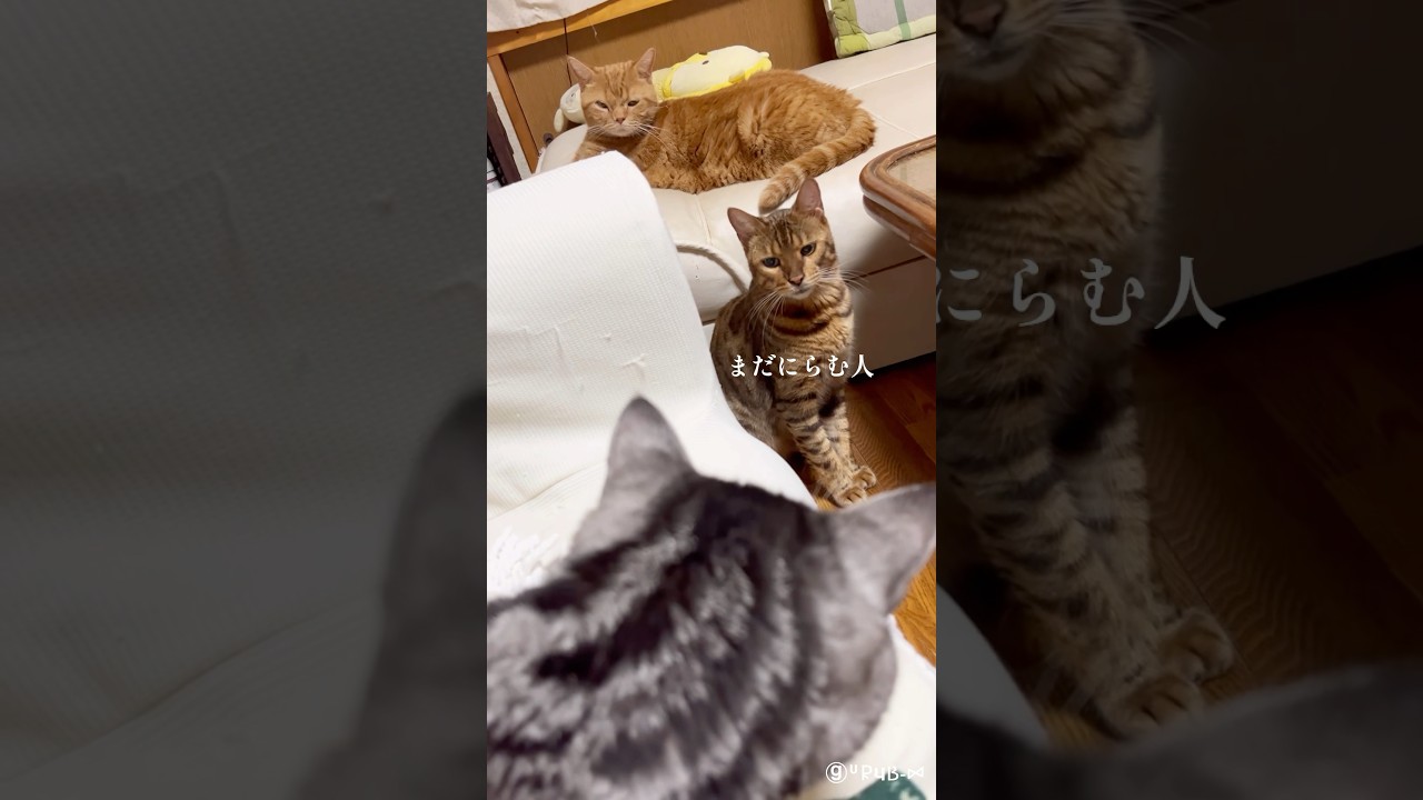 猫4匹と暮らす #shorts #cats #ねこ ショートかわいい猫動画