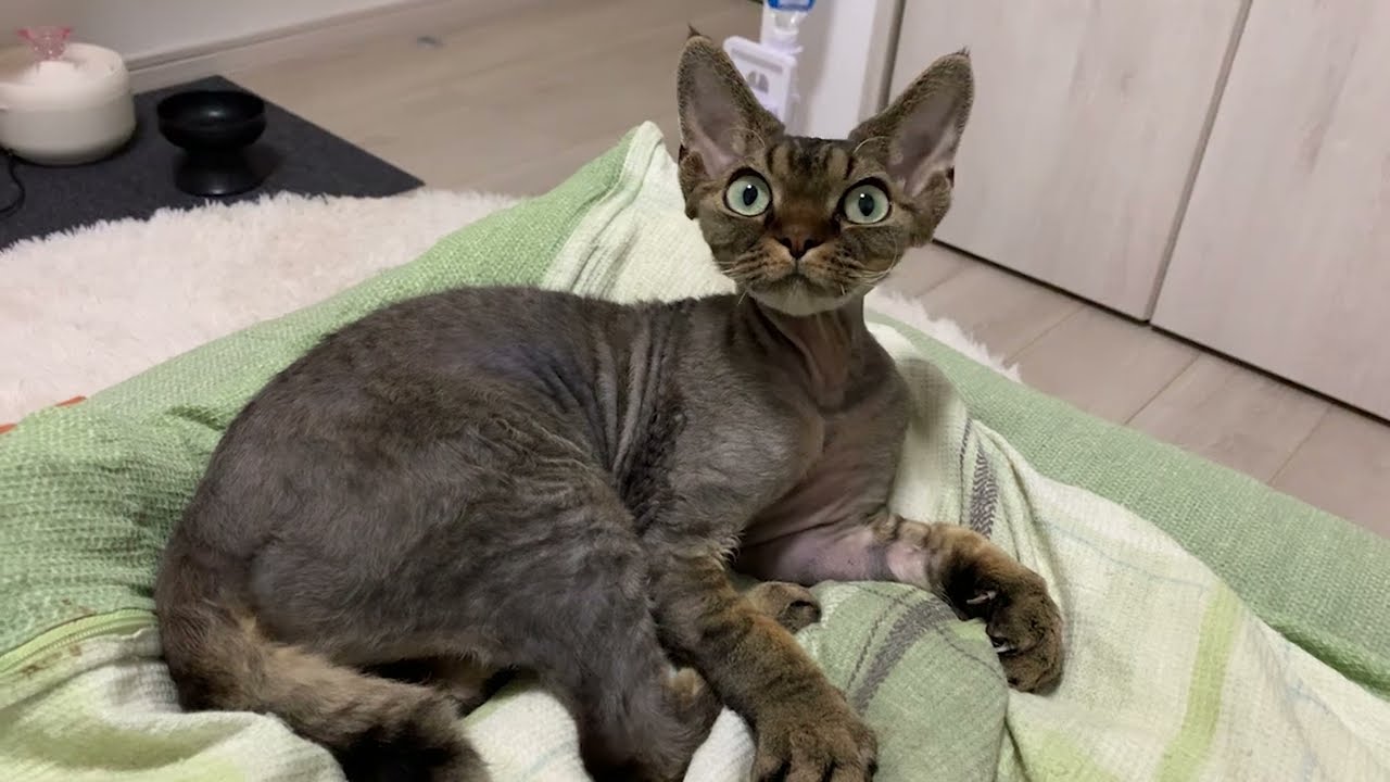デボンレックス子猫がベッドでのんびり休んでいます(Devon Rex kitten having a rest on a bed)