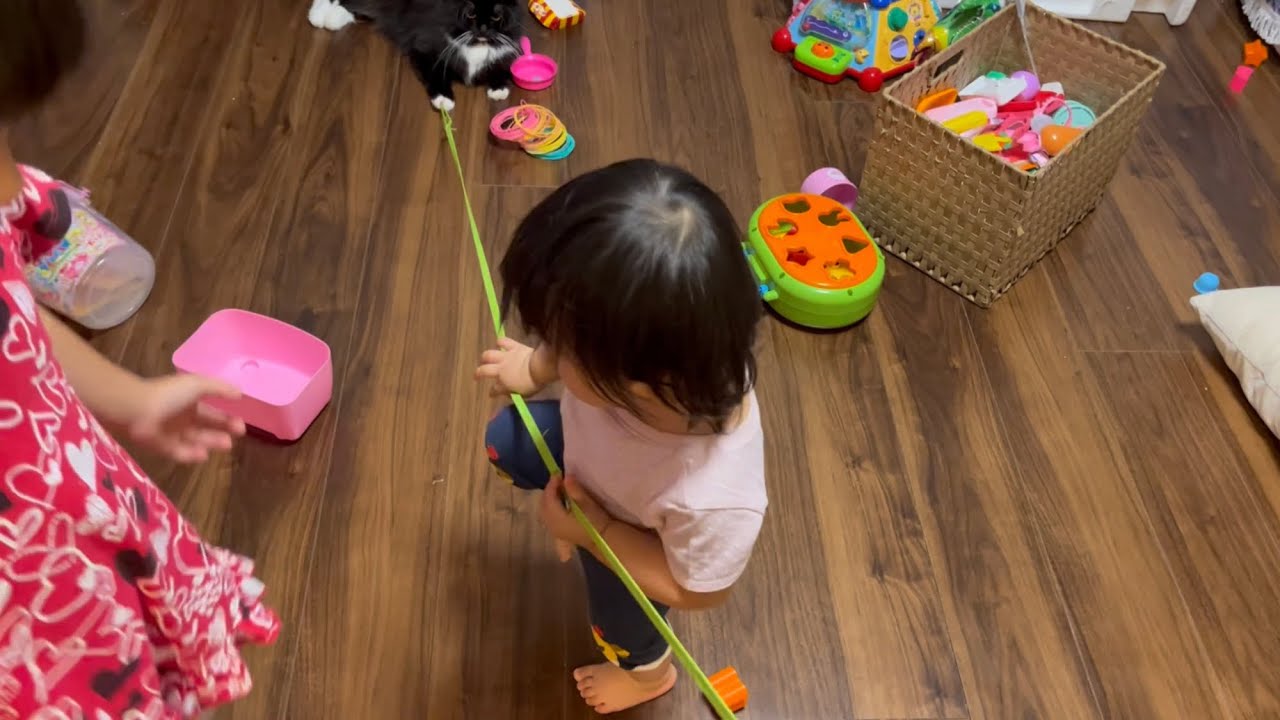 娘達の遊びに協力する猫　ラガマフィン　A cat that helps the girls play