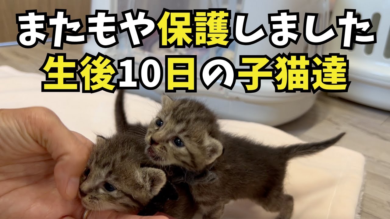 連続で保護してしまいました。生後10日の子猫3匹