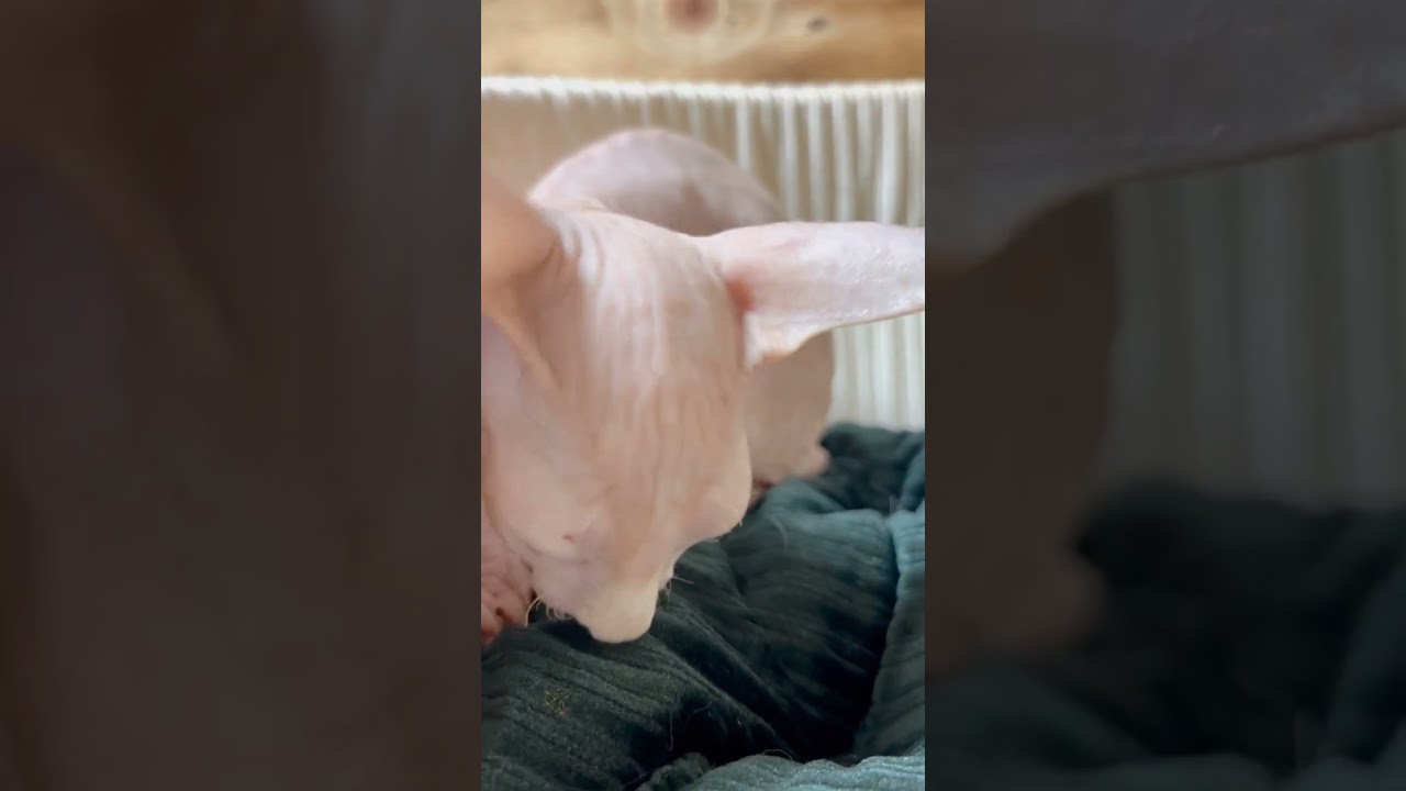 スフィンクス 好奇心旺盛な子です♪