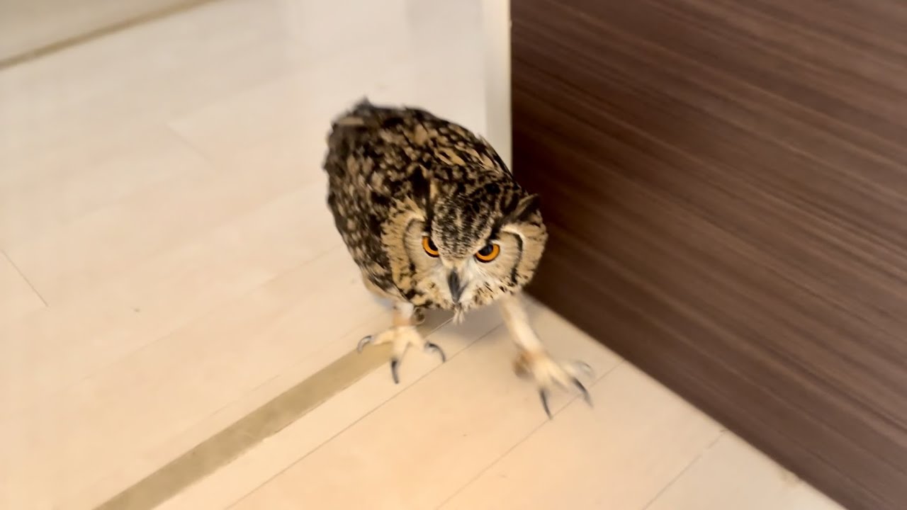 #851 フクロウは急いでいる Owl is in a hurry.【ベンガルワシミミズク】