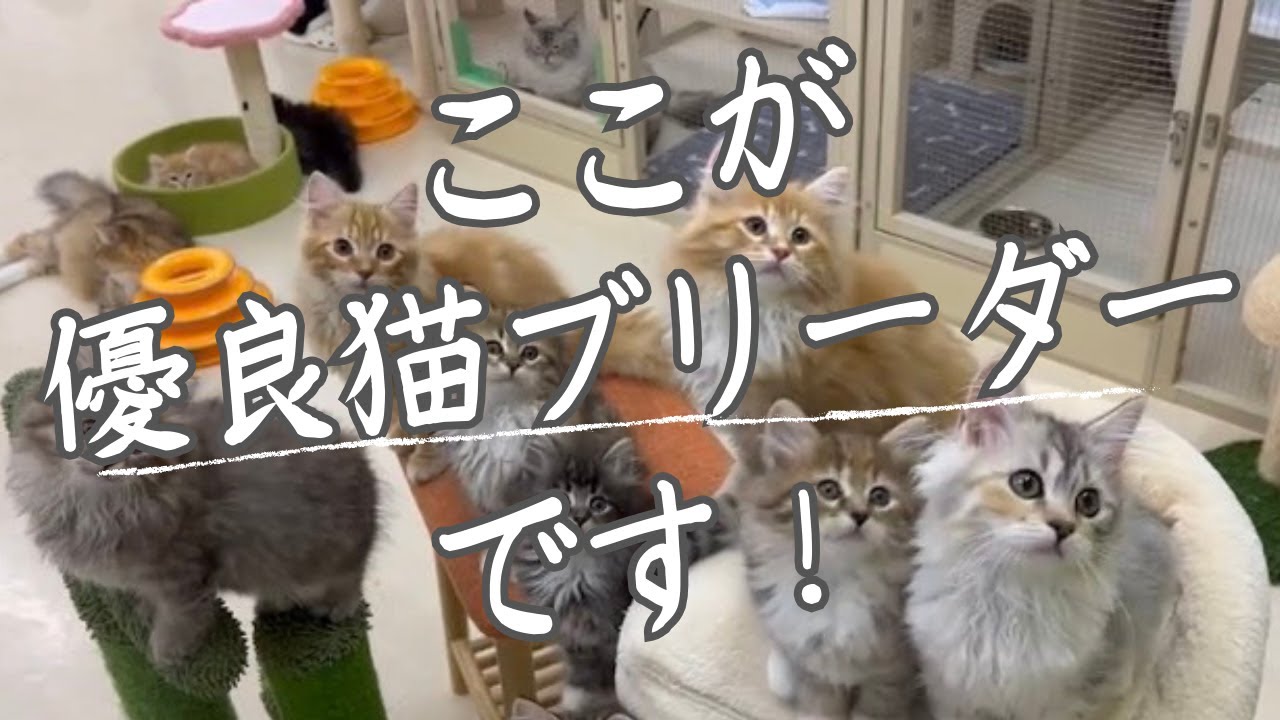 サイベリアン・メインクーンの素敵なキャットブリーダーはここだ!ペットの実家