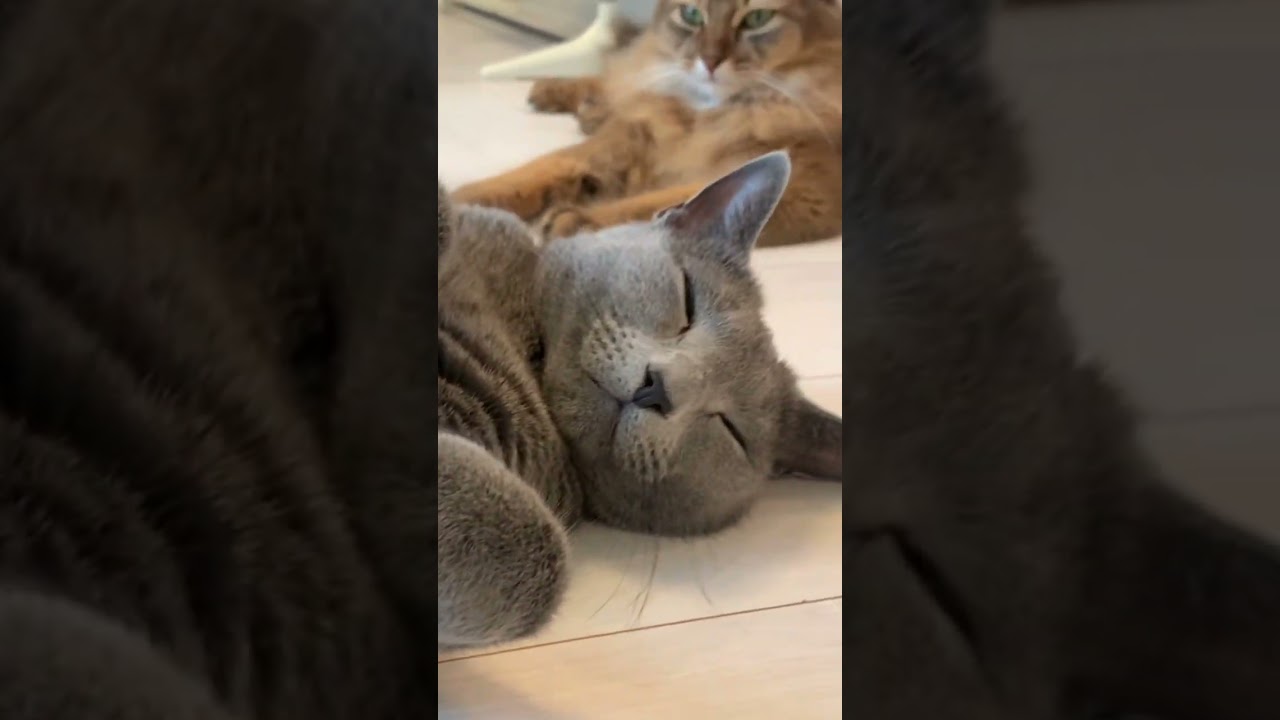 ねこなの #ロシアンブルー #ソマリ #いやしねこ