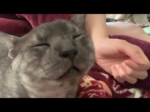 【猫/かわいい】午前中からリラックスモードな末っ子猫と飼い主