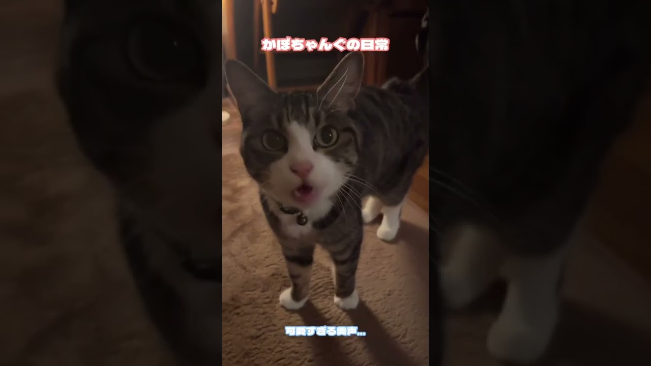 【ねこ様】本邦初公開！美声を披露！
