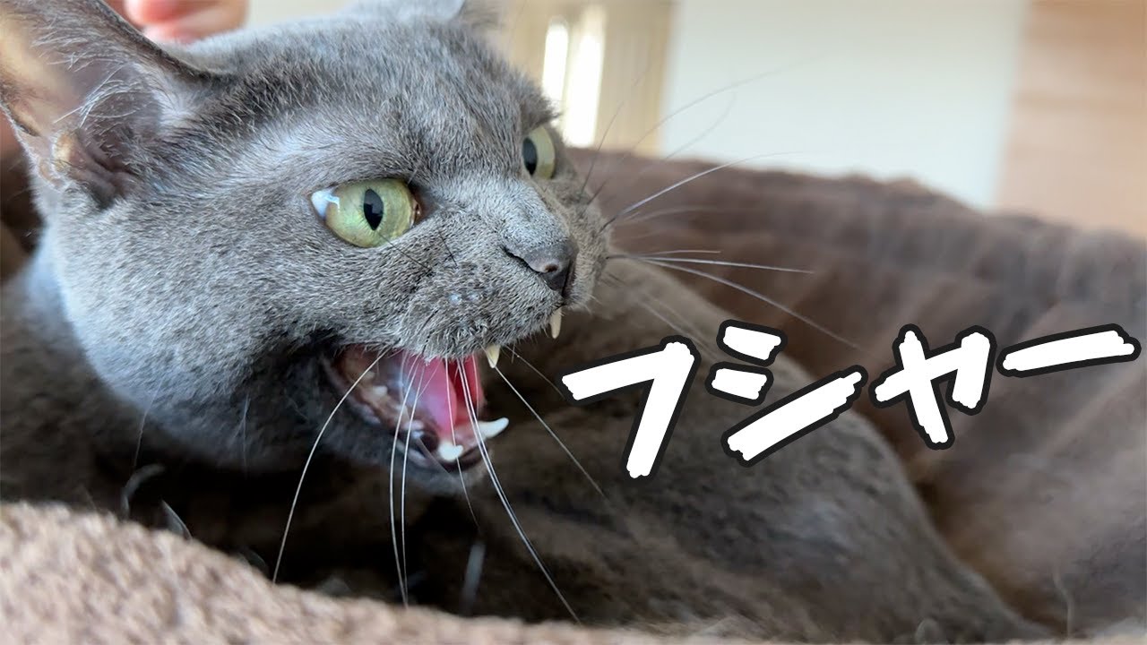 子猫と威嚇しまくる先住の距離が近いです！