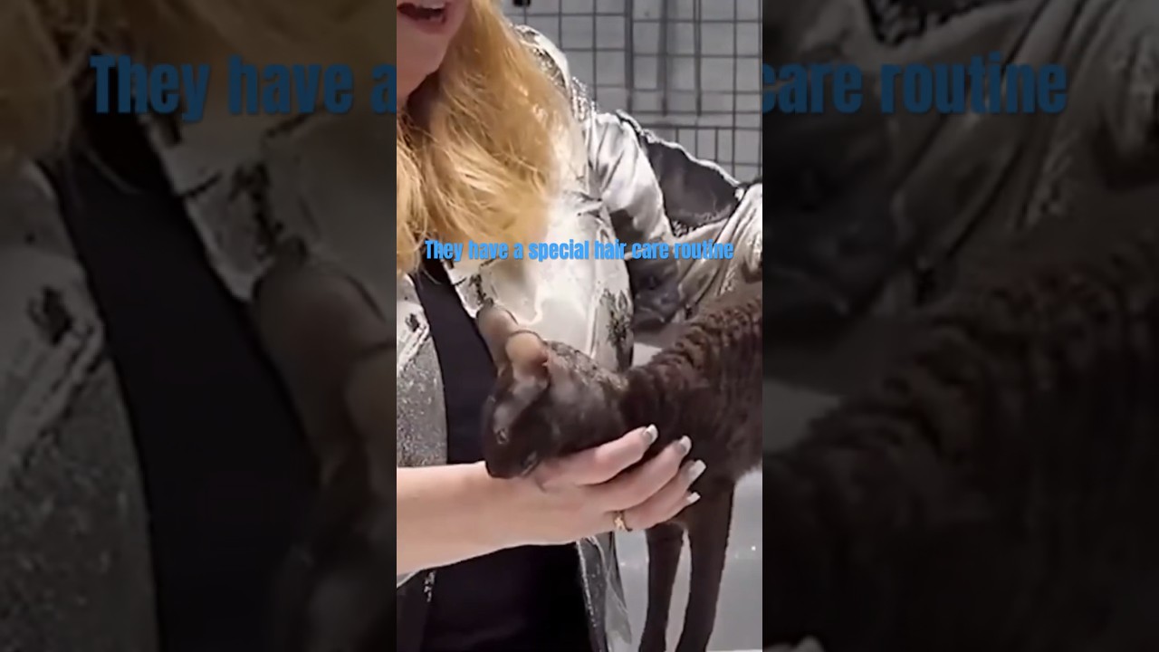 Cornish Rex Bathing #shorts #cat #cornishrex #youtubeshorts #fyp