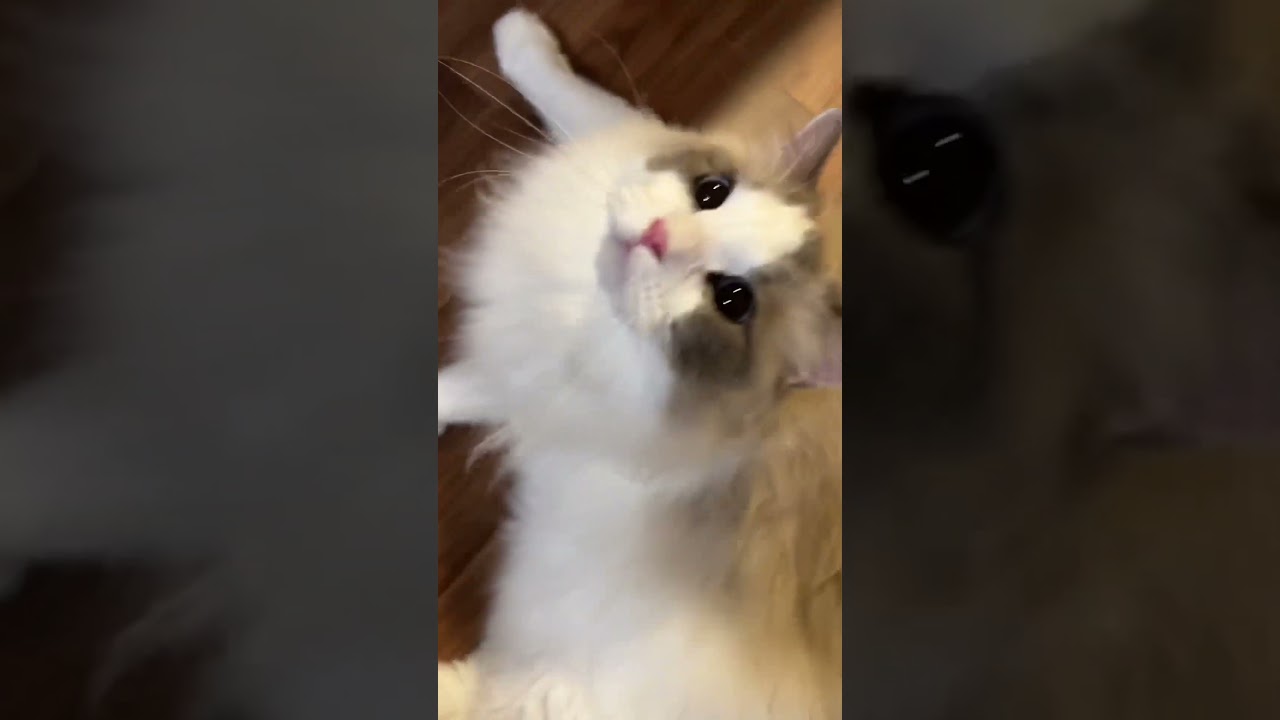 カリカリください　#ねこ #猫 #ラグドール #ねこのいる生活