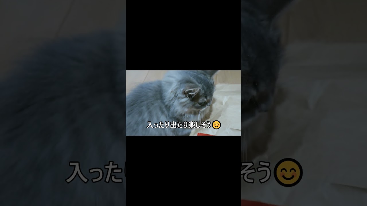 【スコティッシュフォールドのTAKEOUT!】#猫動画#Shorts #面白猫動画 #スコティッシュフォールド