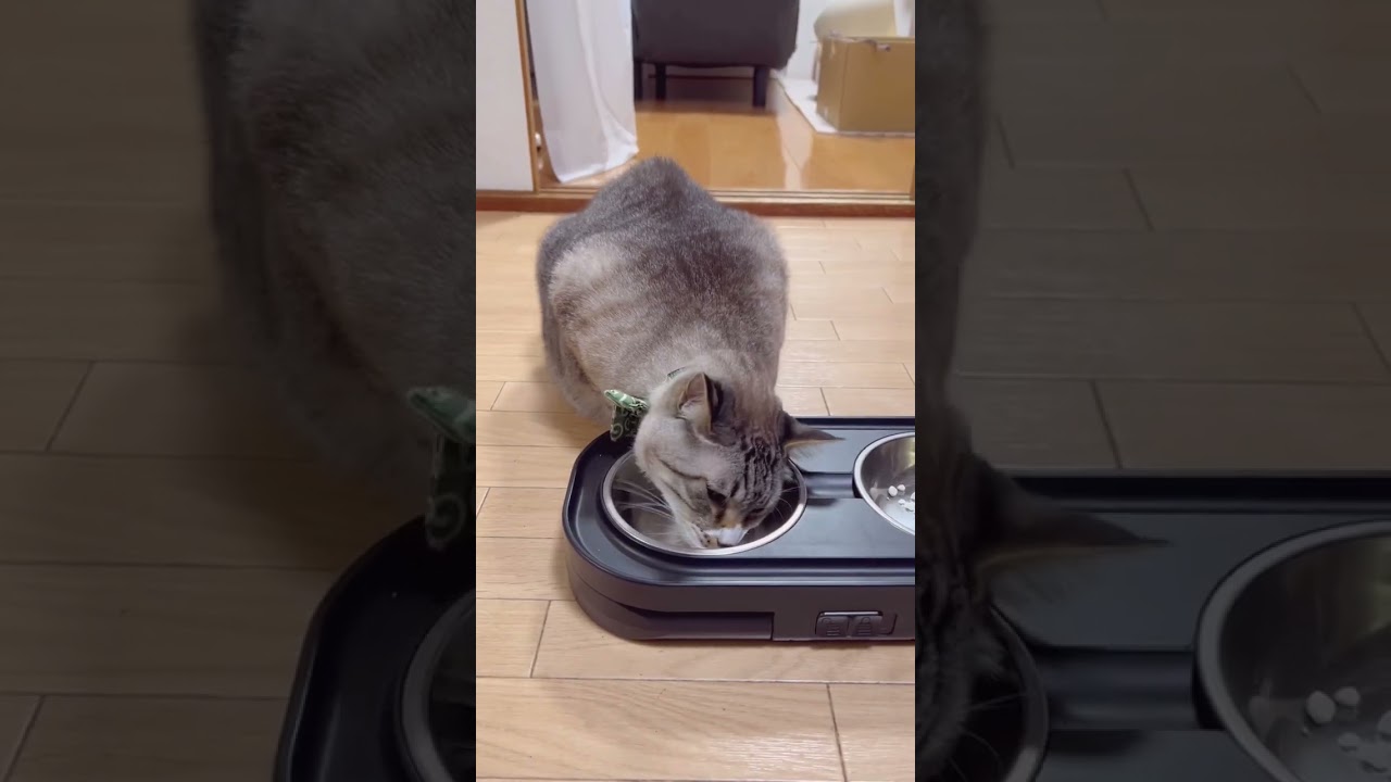 マタタビと猫 #cat #cute #funny