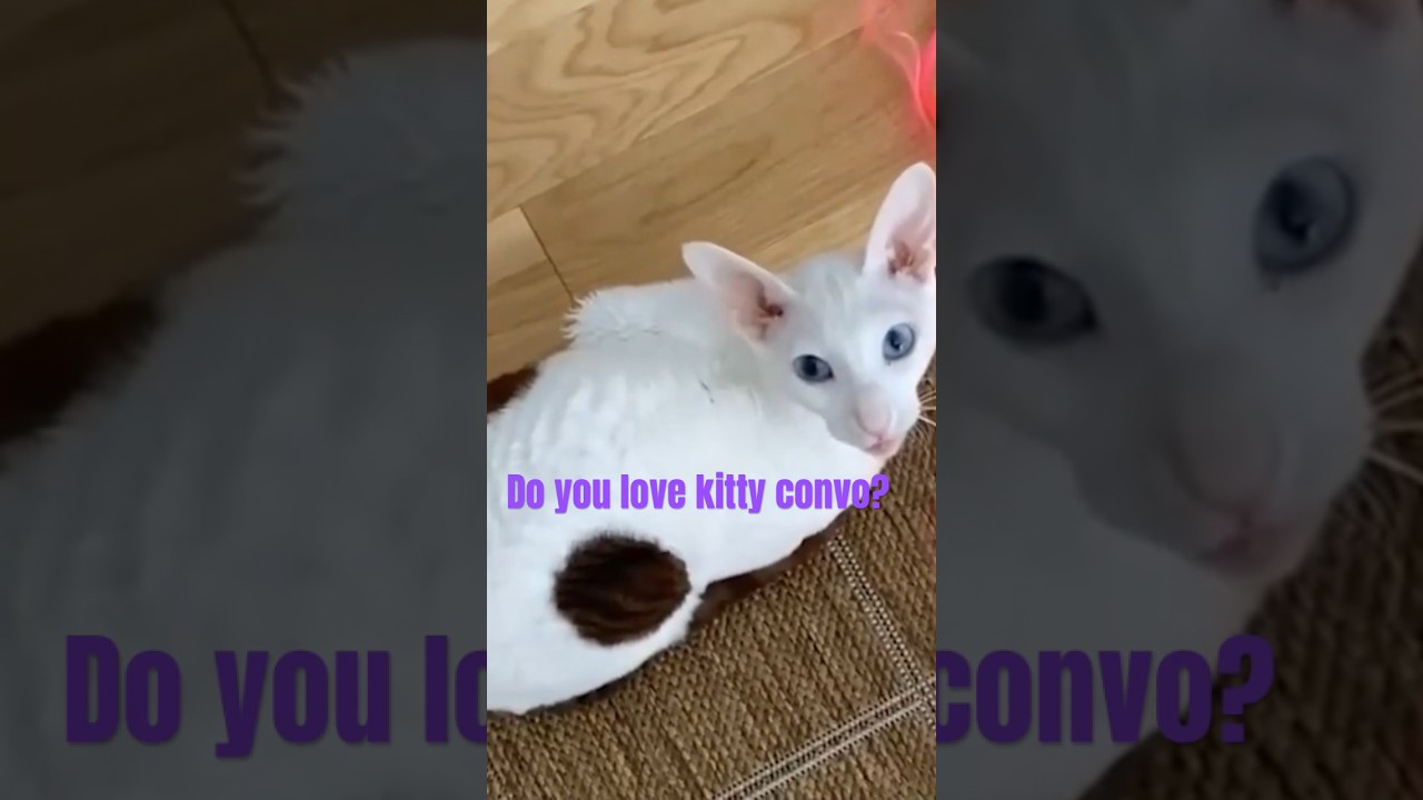 Cornish Rex Talkative #shorts #cornishrex #talkative #fyp #cat