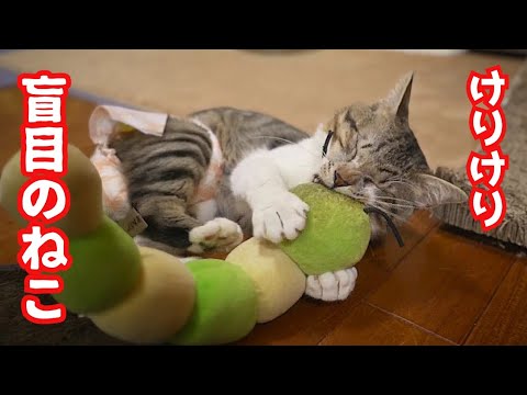 ヤモリに夢中なサビ猫とあおむしと格闘する目の見えないねこ