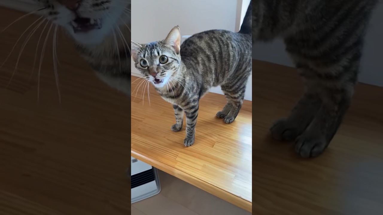 恐竜みたいな声で甘えてくる猫ｗ #shorts