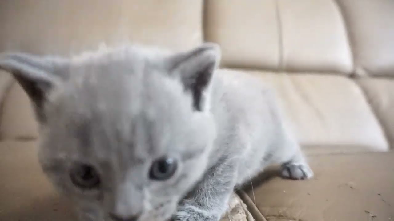 ブリティッシュショートヘアー子猫　British Shorthair　2023.8.10産まれ　ブルー　男の子　シーダキャット猫のお店
