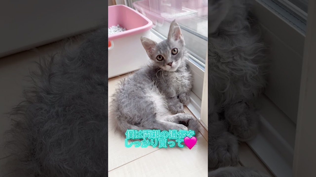 珍しい短足巻き毛猫🩷 【お問合せ詳細は説明欄に記載あります】 #スクーカム #ブリーダー直販 #マンチカン #ミヌエット #ラパーマ #子猫 #子猫販売 #猫 #猫のいる暮らし #猫動画
