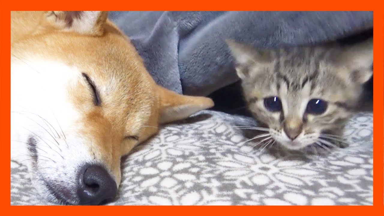 【R村の歴史】柴犬と子猫でお昼寝するかと思っていると子猫に遊びのスイッチが…笑