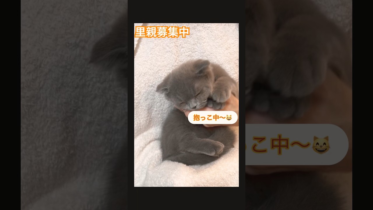 #里親募集中子猫アゴはネコ #子猫 #里親募集中 #スコティッシュフォールド折れ耳