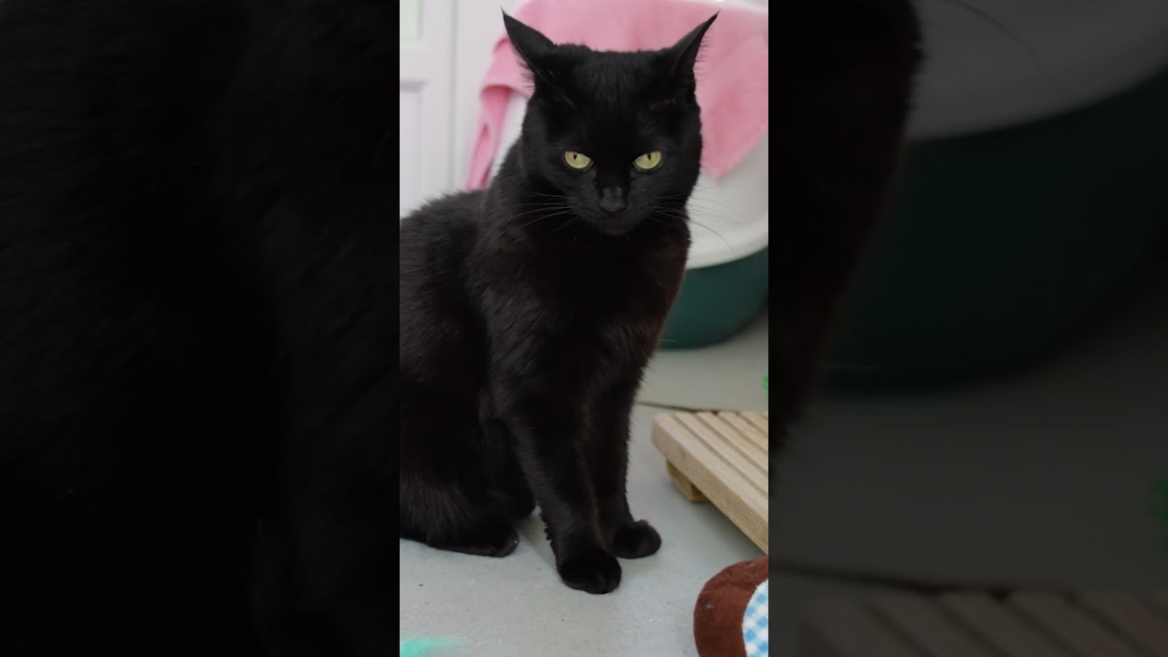 Play time with Kitty | Pets looking for homes #animalcharity #cat #catlover #blackcat