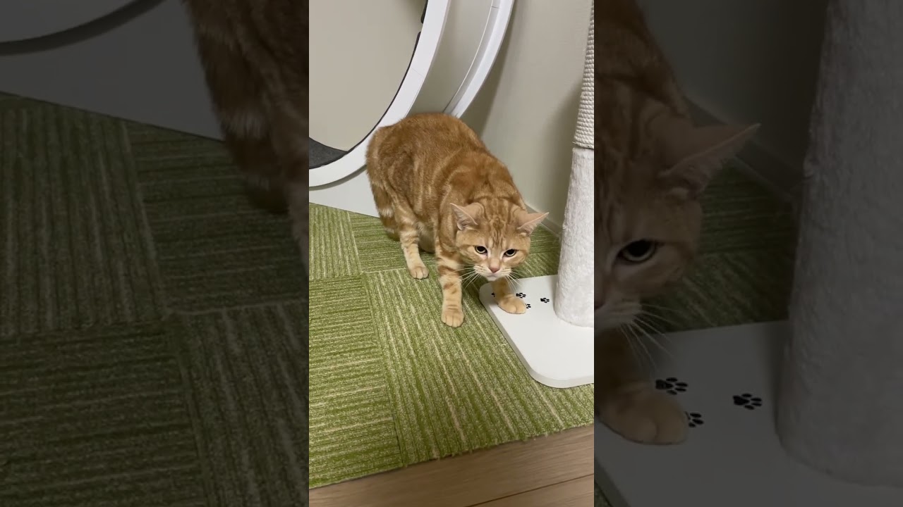 なぜか愛猫に威嚇されてしまいました...。　#shorts