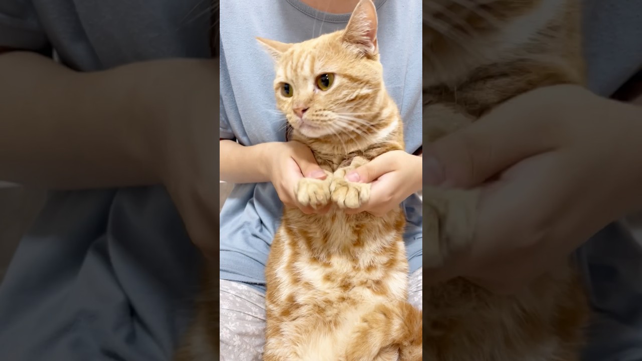 猫と『ひき肉ダンス』踊ってみた！ #猫 #マンチカン #shorts