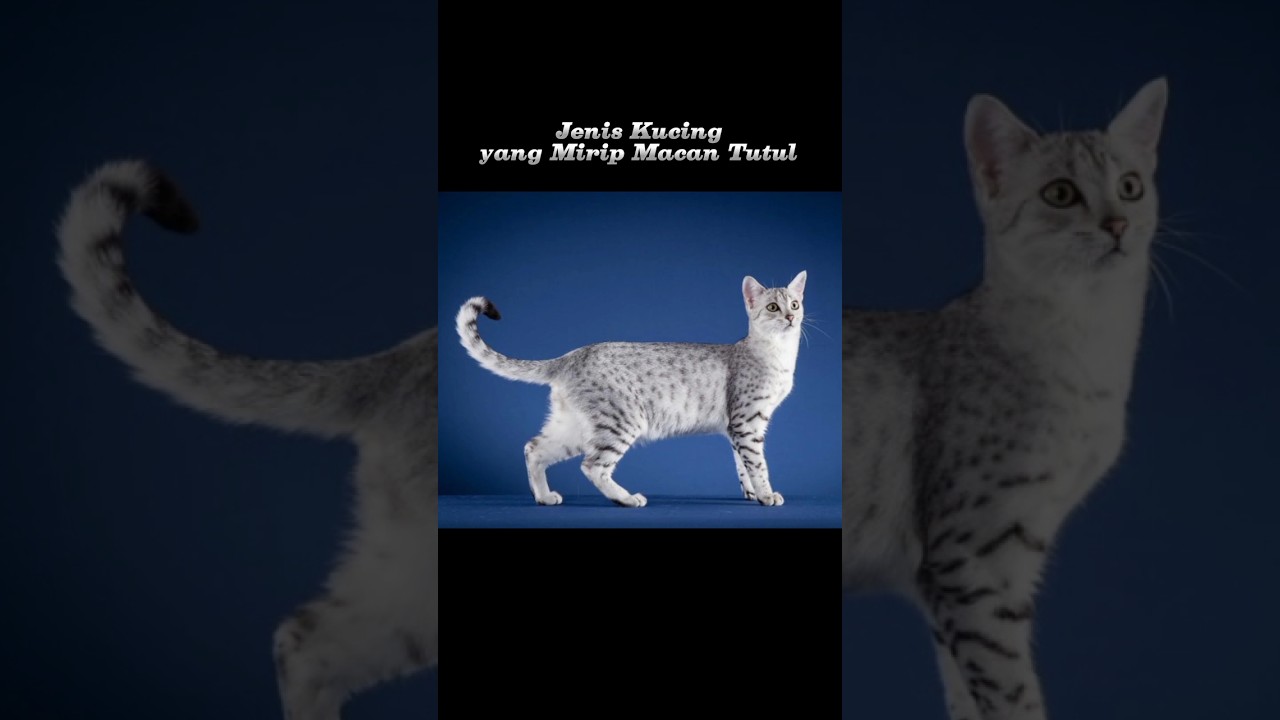 Jenis Kucing ini Mirip dengan Macan Tutul Part 2 #shorts #animals #hewan #kucing #fyp