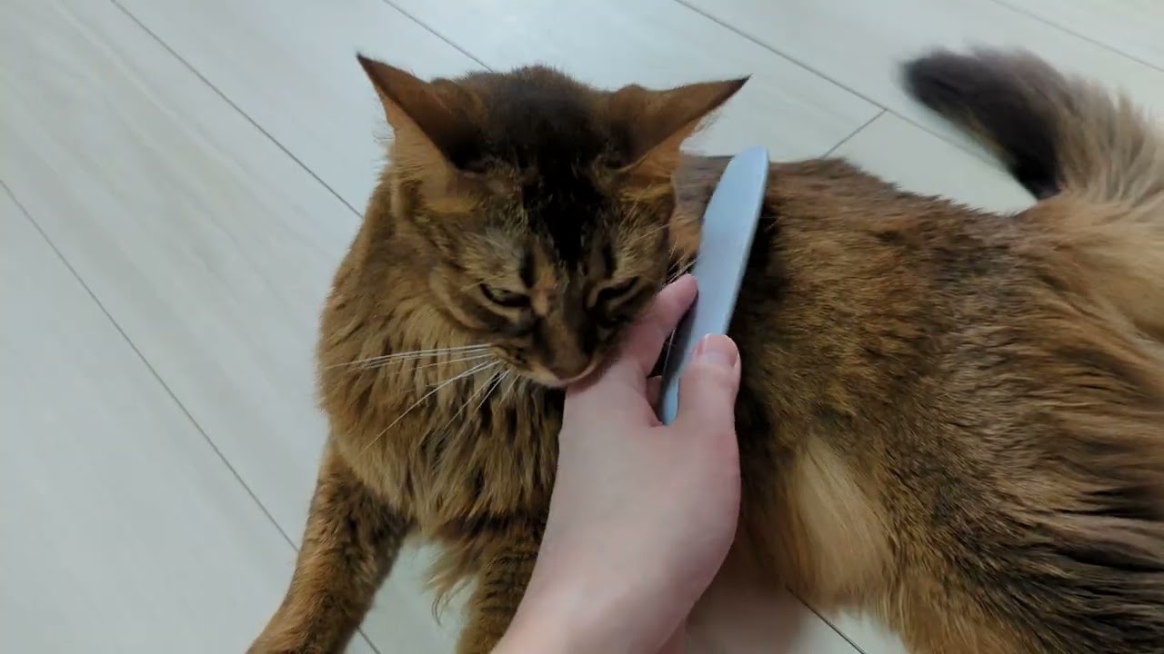 【599日目】めちゃくちゃじゃすった #ソマリ #cat