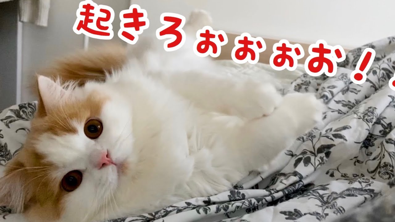 あの手この手で飼い主を起こそうと奮闘するもふ猫の朝