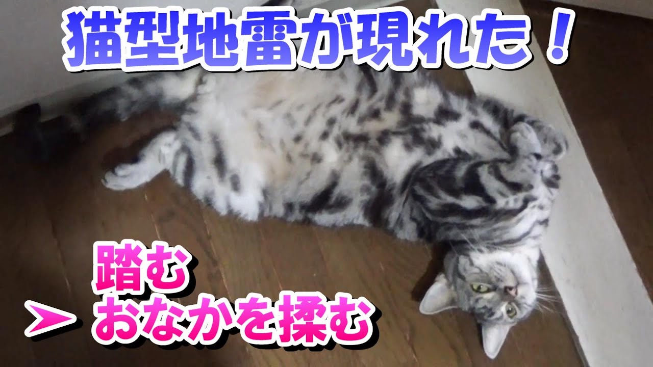 おなかぶよぶよ３歳４ヵ月の日常　（アメリカンショートヘア）