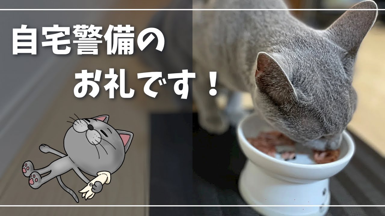 長時間のお留守番に感謝のアレ買ってきました【ロシアンブルー】