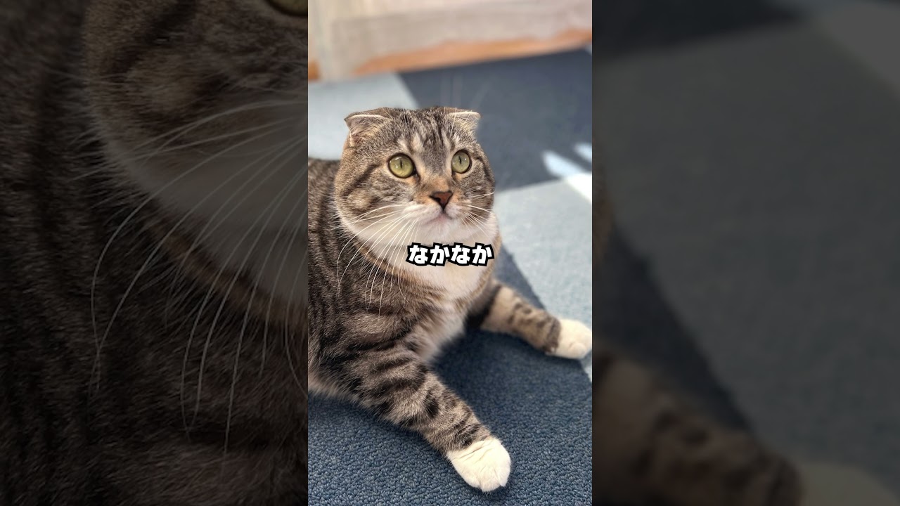 猫が物を隠すときの心理がかわいすぎた🤣🤣🤣