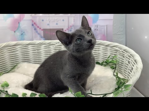 ロシアンブルー♂2308F0291