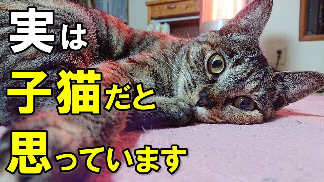 可愛すぎる！猫が自分を子猫だと勘違いしているときに見せる行動８選【保護猫】