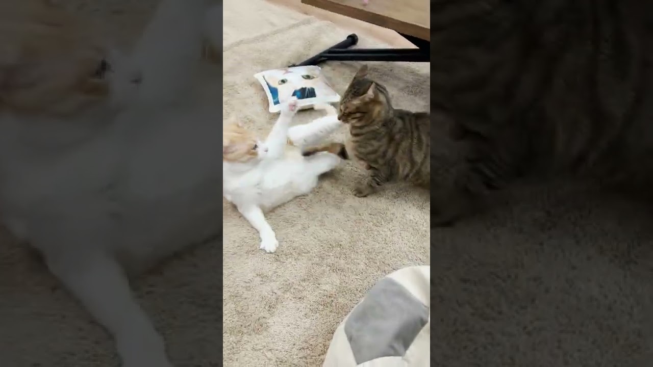 猫達の大喧嘩を止めてくれたのはまさかの… #Shorts