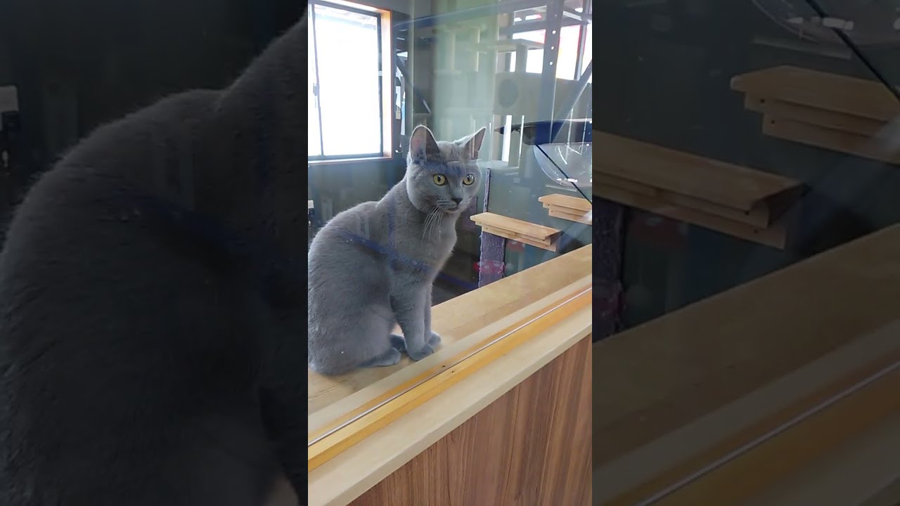 犬だって一目惚れ💓