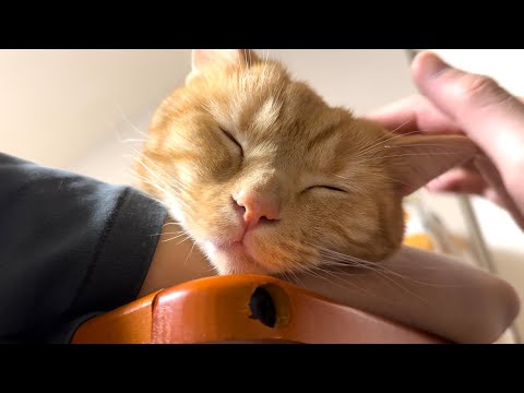 信頼してくれてるんだと思わせてくれる飼い猫の寝顔と姿に癒されました…