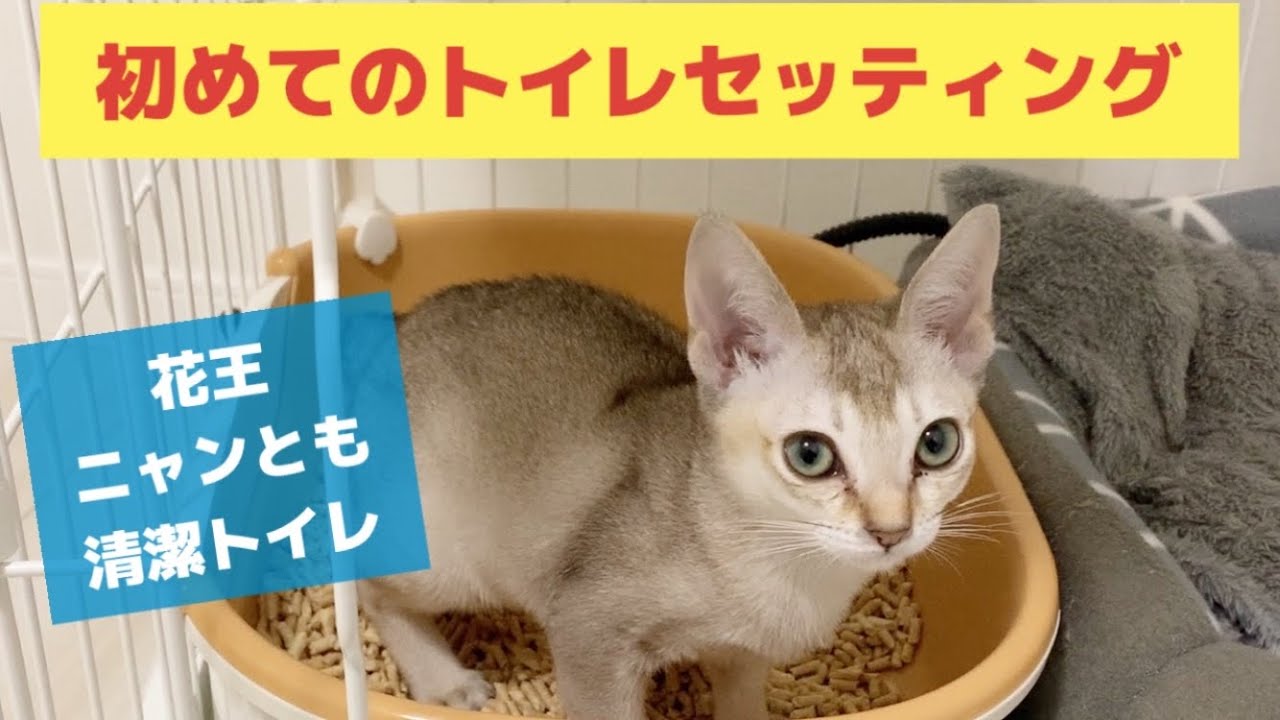 シンガプーラ　初めてトイレ